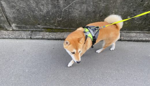 朝散歩｜柴犬さんと一緒にお散歩の話